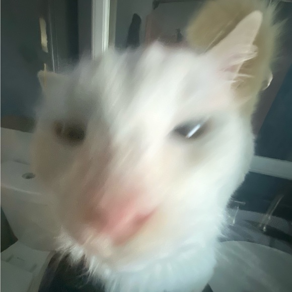 Meet your Posher, Trinity - Picture 1 of 1